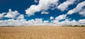 Wheat field under beautiful summer sky