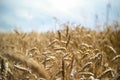 Wheat Royalty Free Stock Photo