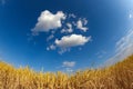 Wheat field under blue sky Royalty Free Stock Photo