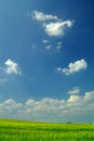 Wheat field under a blue sky Royalty Free Stock Photo