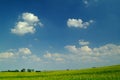 Wheat field under a blue sky Royalty Free Stock Photo