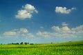 Wheat field under a blue sky Royalty Free Stock Photo