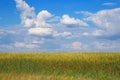 Wheat field under blue sky with clouds. Rural landscape. Royalty Free Stock Photo