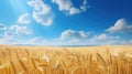 Wheat Field Under Blue Sky With Clouds Royalty Free Stock Photo