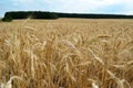 Wheat field under blue sky Royalty Free Stock Photo