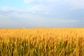 Wheat field under blue sky Royalty Free Stock Photo