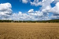 Wheat field under a blue sky. Rich harvest theme. Landscape with ripe golden wheat Royalty Free Stock Photo