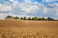 Wheat field under blue sky. Rich harvest theme. Rural landscape with ripe golden wheat. The global problem of grain in the world