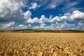 Wheat field under blue sky. Rich harvest theme. Rural landscape with ripe golden wheat. The global problem of grain in the world