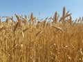 Wheat field under blue sky Royalty Free Stock Photo