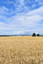 A wheat field under a blue sky Royalty Free Stock Photo