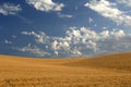 Wheat field under cloudy skies Royalty Free Stock Photo