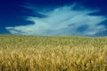 Wheat field under cloudy skies Royalty Free Stock Photo