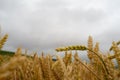 Wheat field under cloudy sky