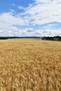 A wheat field under a cloudy sky Royalty Free Stock Photo