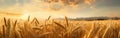 Wheat Field Under Cloudy Sky Royalty Free Stock Photo