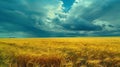 Wheat Field Under Cloudy Sky Royalty Free Stock Photo