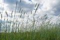 Wheat field under the cloudy sky in the village Royalty Free Stock Photo