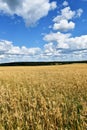 A wheat field under a cloudy sky Royalty Free Stock Photo