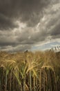 Wheat field under menacing sky Royalty Free Stock Photo