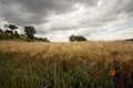 Wheat field under menacing sky Royalty Free Stock Photo