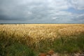 Wheat field under stormy sky - Watercolour effect Royalty Free Stock Photo