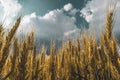 wheat field under sunset cloud sky Royalty Free Stock Photo