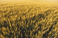 wheat field under sunset cloud sky Royalty Free Stock Photo