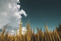 wheat field under sunset cloud sky Royalty Free Stock Photo