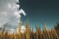 wheat field under sunset cloud sky