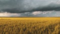 wheat field under sunset cloud sky Royalty Free Stock Photo