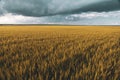 wheat field under sunset cloud sky Royalty Free Stock Photo