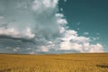 wheat field under sunset cloud sky Royalty Free Stock Photo