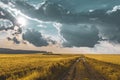 wheat field under sunset cloud sky Royalty Free Stock Photo