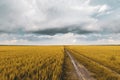 wheat field under sunset cloud sky Royalty Free Stock Photo