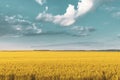 wheat field under sunset cloud sky Royalty Free Stock Photo