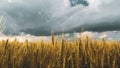 wheat field under sunset cloud sky Royalty Free Stock Photo
