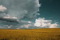 wheat field under sunset cloud sky