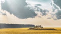 Wheat field under sunset cloud sky