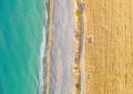 Wheat field and unpaved road along sand beach, drone view directly above