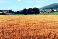 Wheat field in a valley