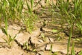 Wheat field with vast unproductive areas - famine concept