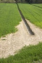 Wheat field with vast unproductive areas