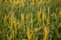 Wheat field at vegetative stage of crop