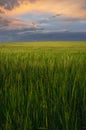 Long empty crop field during spring