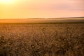 Wheat field, very beautiful sunset sky with feathery clouds