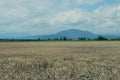 Wheat field in the vicinity of Brasov, in Rupea, Romania. Royalty Free Stock Photo