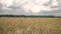 Wheat field.View of a ripening wheat field on summer day with a cloudy sky