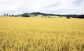 Wheat Field and Vineyard Royalty Free Stock Photo