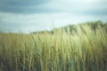 Wheat field Waiting for the Storm